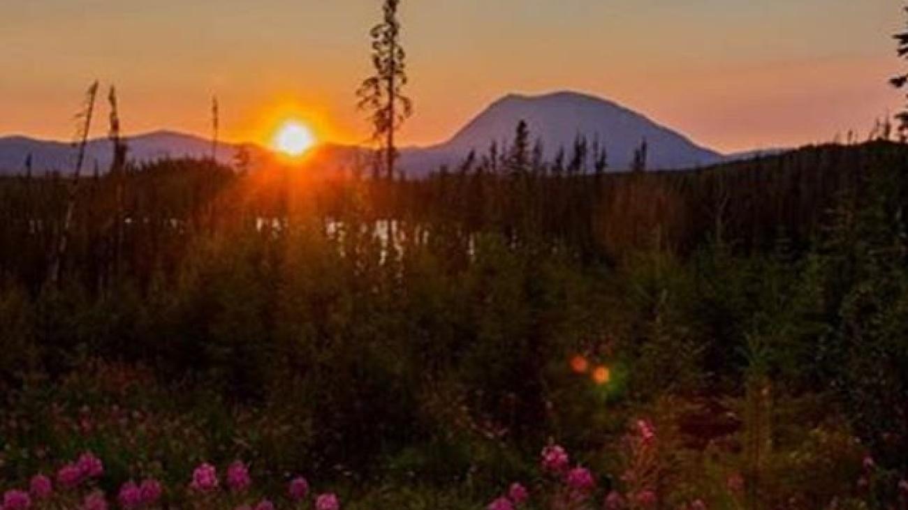 Sunset over a forested mountain landscape with blooming pink wildflowers in the foreground.
