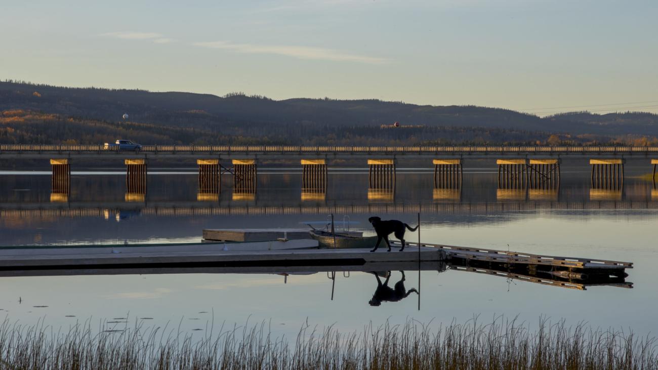 Black dog walking on a dock over a calm lake with bridge pillars and reflections.