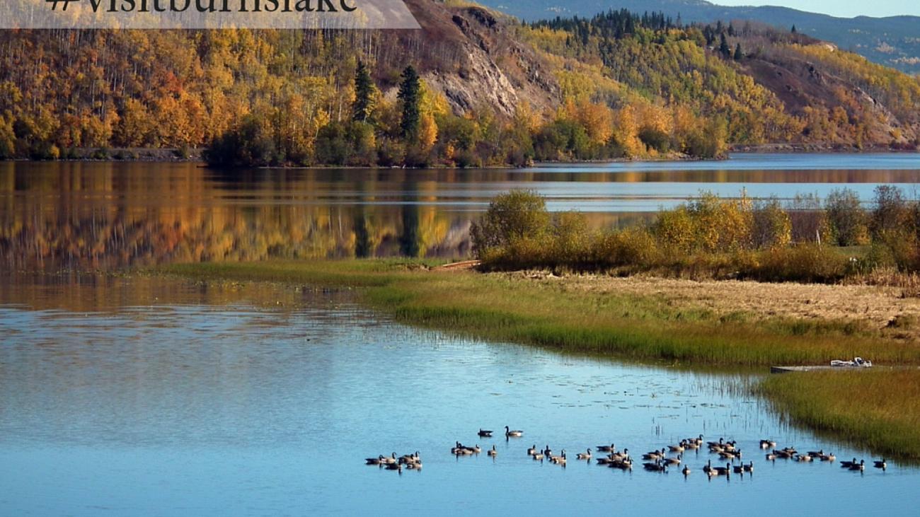 Ducks swimming in a calm lake surrounded by autumn foliage with a scenic mountain backdrop.