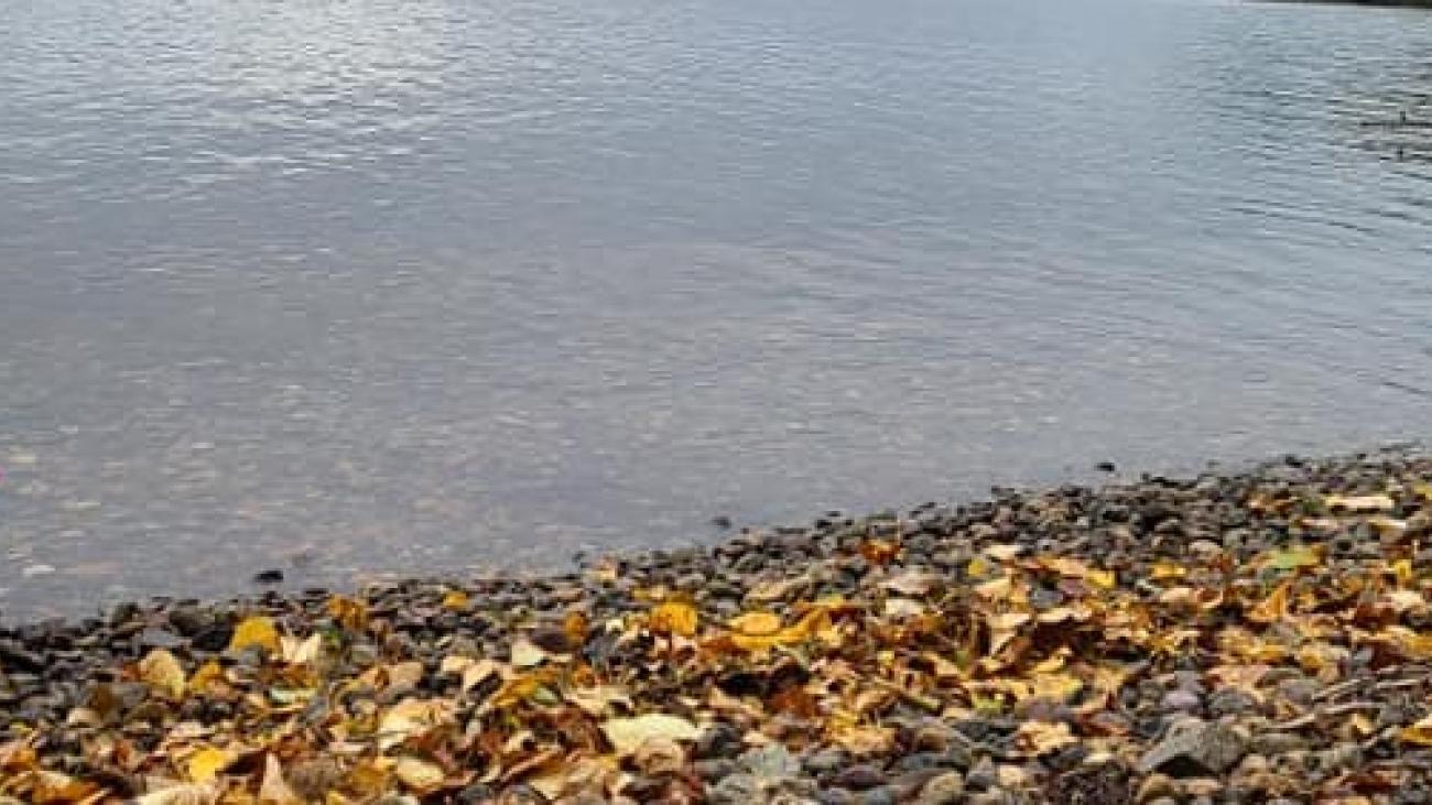 Child in pink jacket playing on rocky lake shore with fallen autumn leaves.