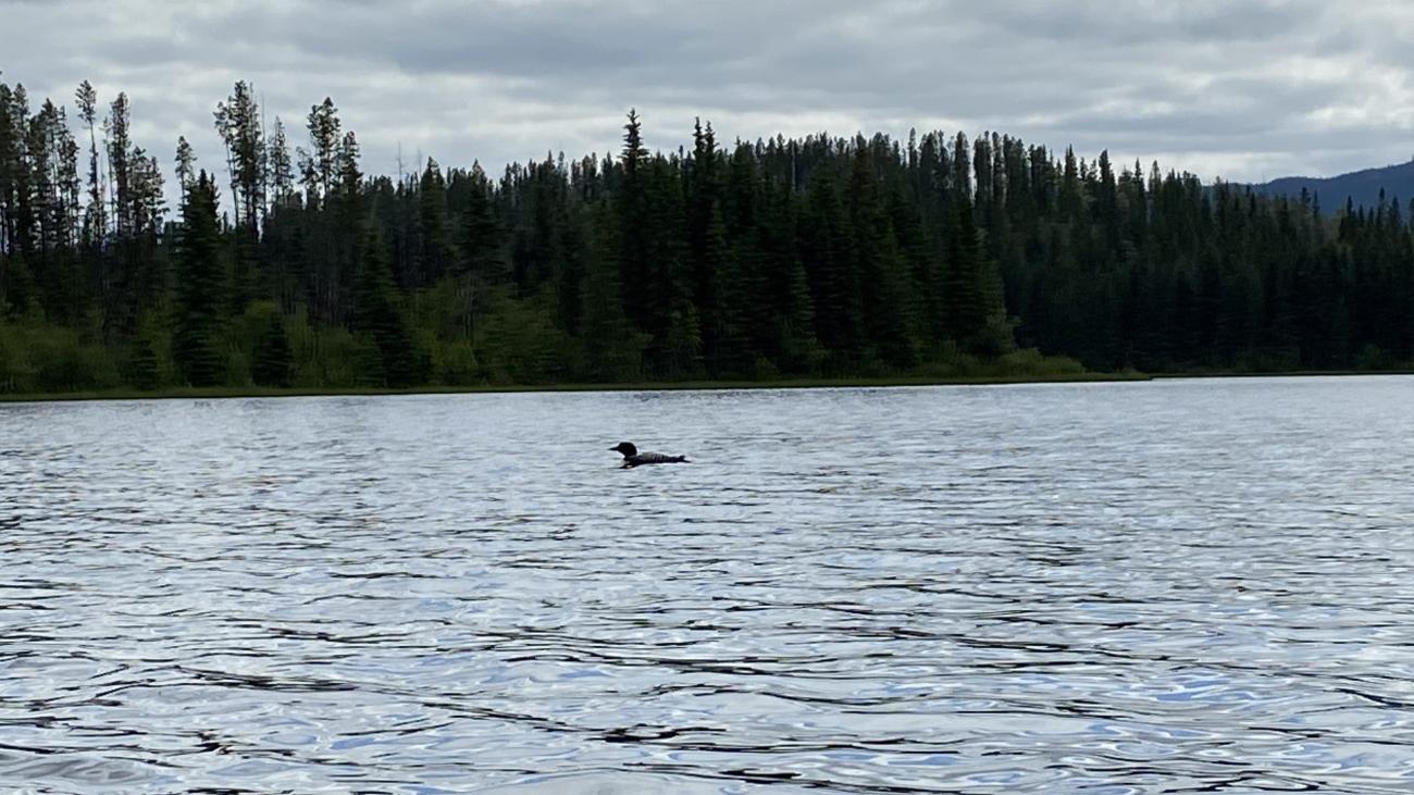 Loon gliding across calm lake water surrounded by dense forest and cloudy sky.