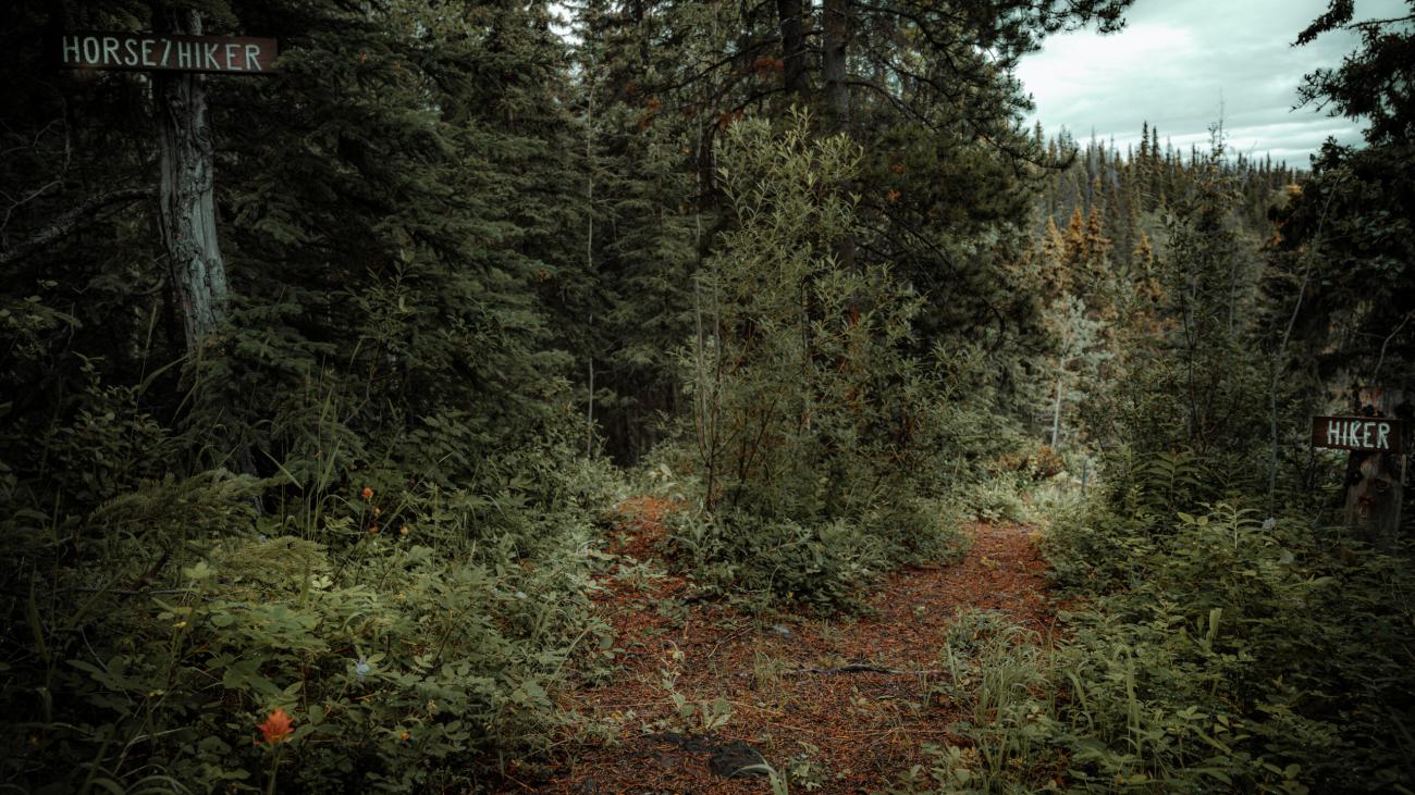 Wooded trails going into heavily wooded area.