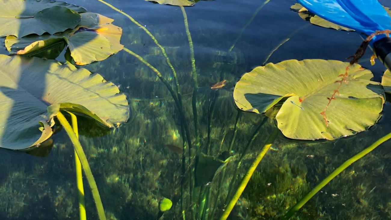 Kayak paddle beside lily pads in crystal-clear water with aquatic plants visible below.