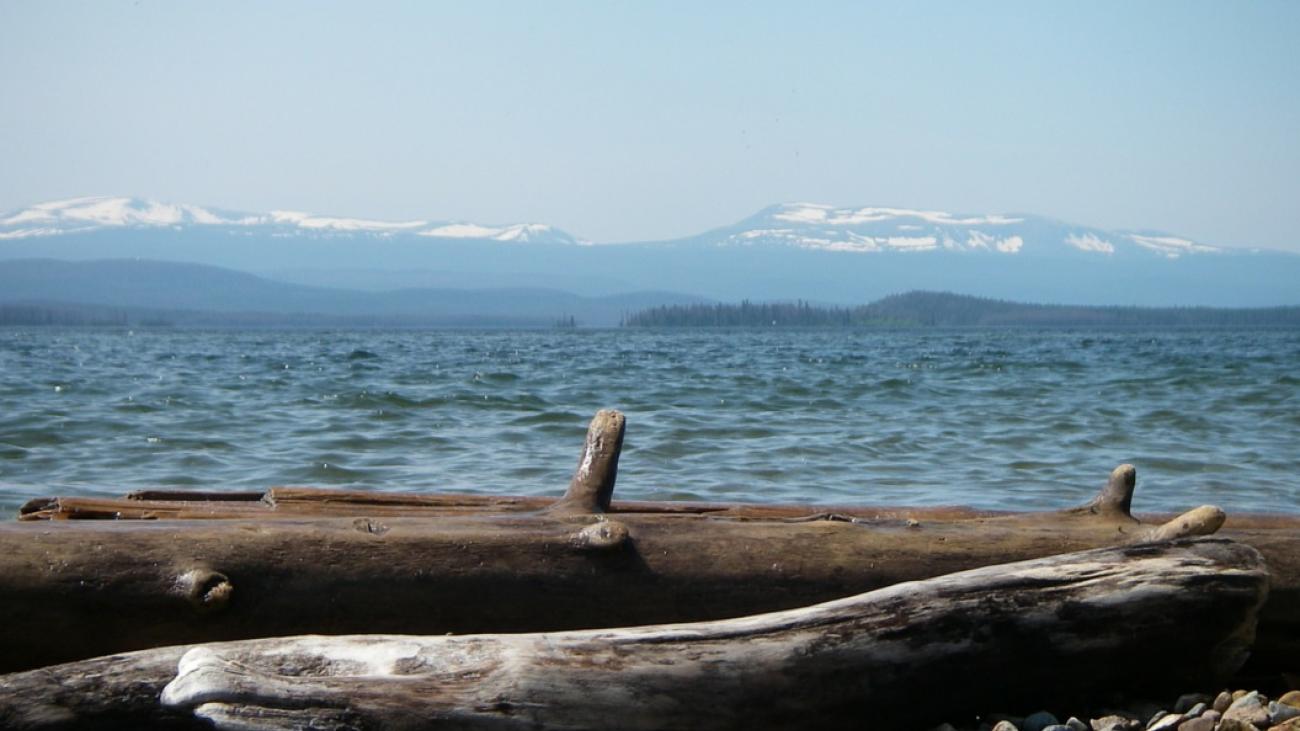 Driftwood along the rocky shore of Ootsa Lake with snowy mountains in the background.