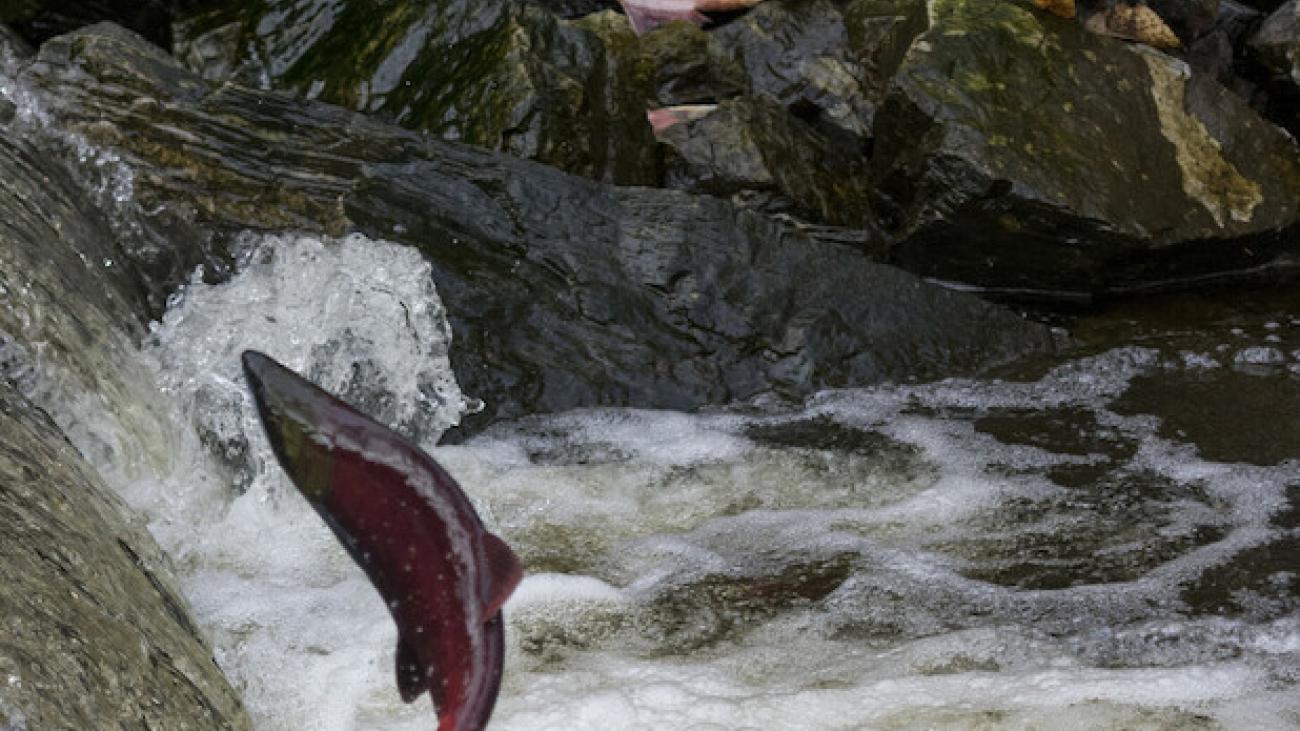 Sockeye salmon leaping upstream through rushing water with others resting on nearby rocks.