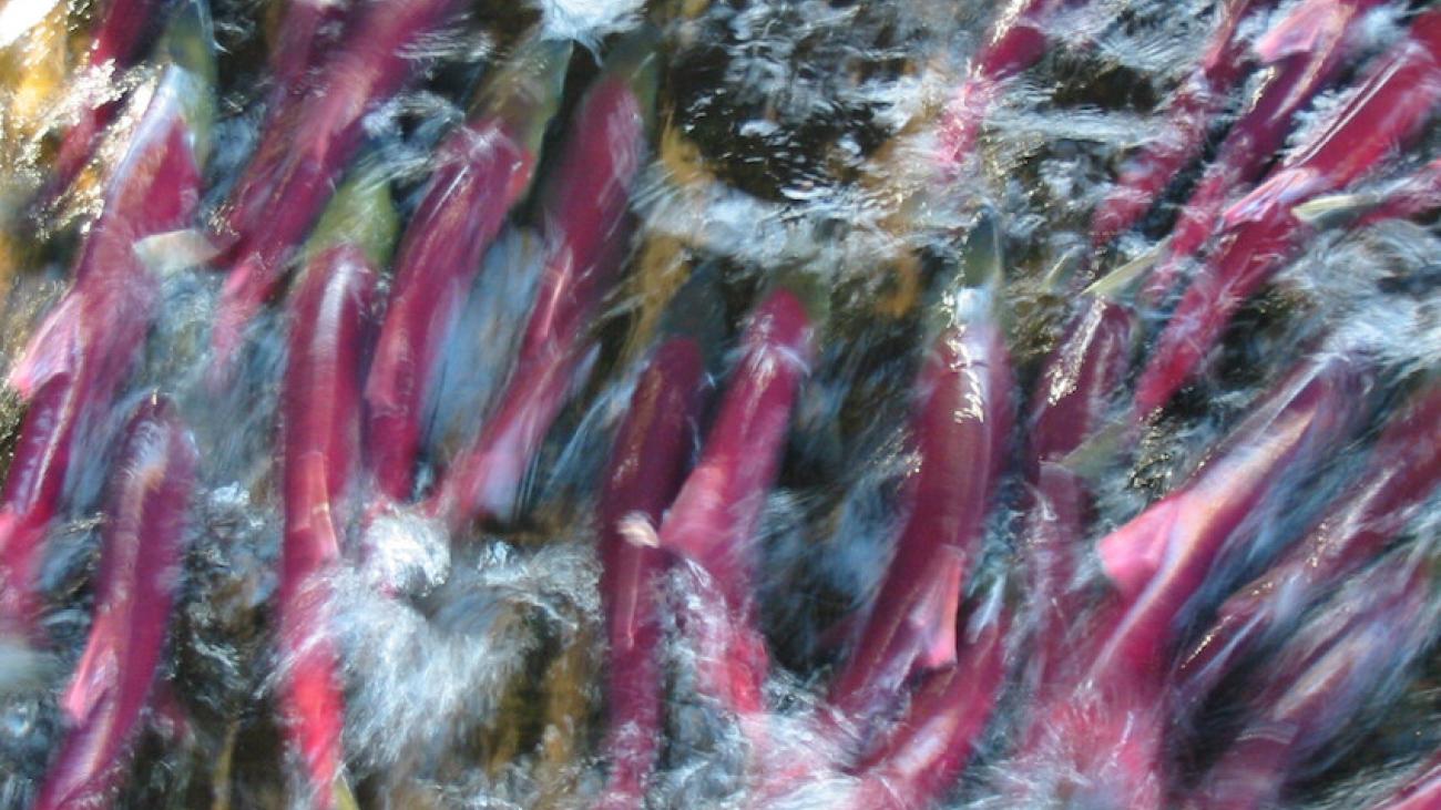 Blurred motion of vibrant red salmon swimming upstream in clear, fast-moving water.