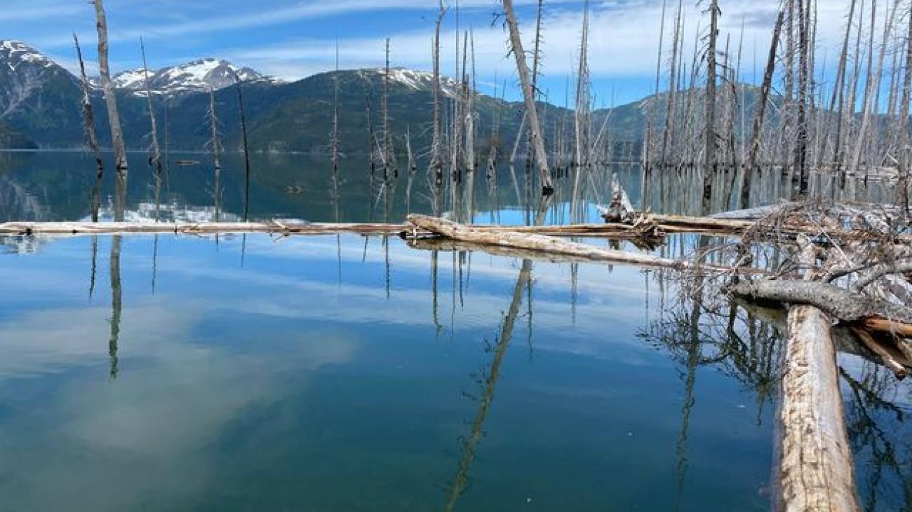 Submerged dead trees reflecting in a calm alpine lake surrounded by snow-capped mountains.