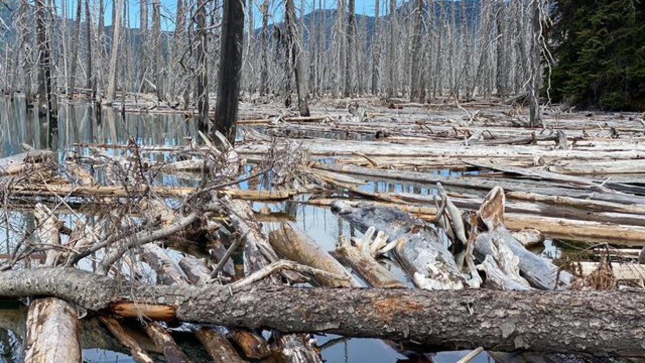 Dense accumulation of driftwood and dead trees in a flooded forested area.