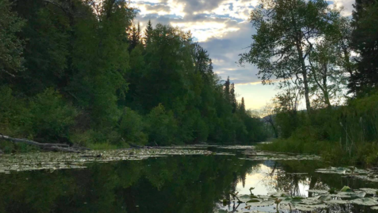 Kayak view of a still, lily-covered creek surrounded by dense forest and cloudy sky.