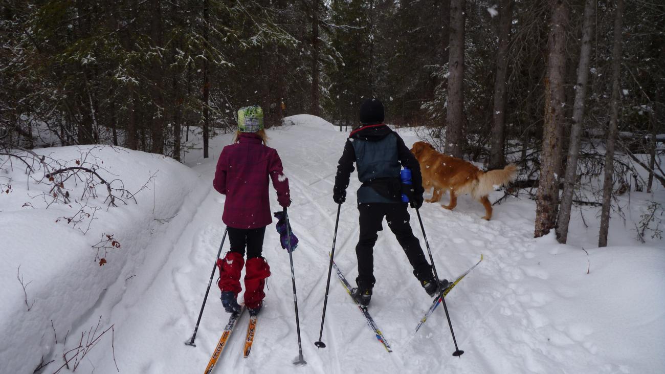 Two people cross-country skiing on a snowy forest trail with a dog.