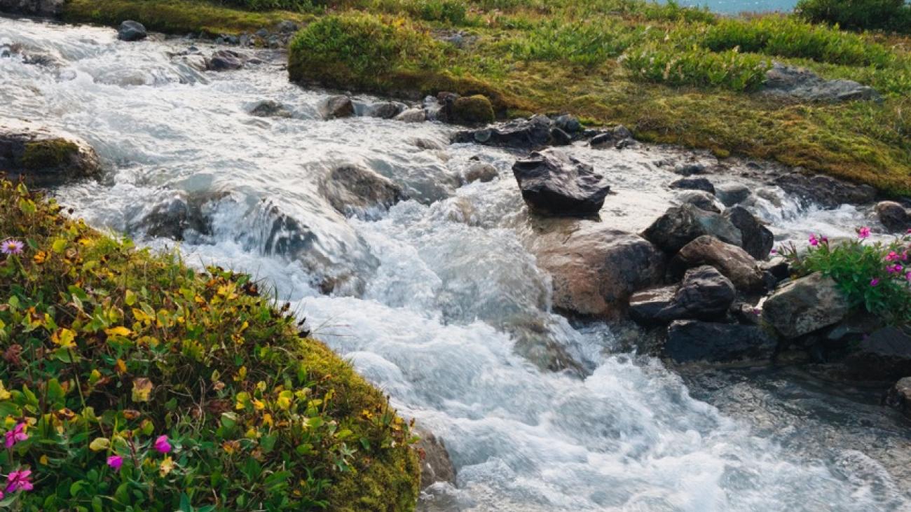 Mountain stream. There are pink flowers in the forefront. The sun is rising in the background.