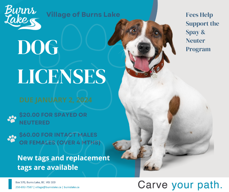 Burns Lake reminder for dog licence renewal. There is a white and brown dog smiling and sitting.